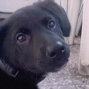 Rusty 3 Monate jung :)