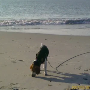 Lilly in Dänemark am Strand