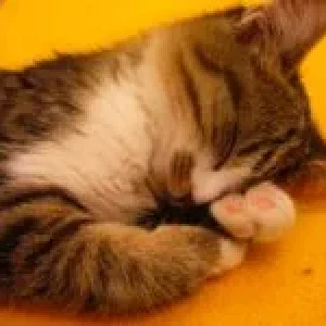 nach dem spieln - natürlich schlafen