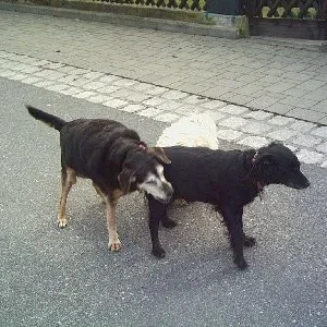 Meine jetzigen Hunde...