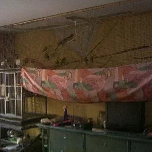 Das wilde Vogelzimmer...