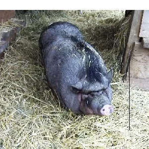Hängebauchschwein Susi...