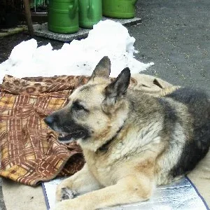 Schäferhündin Xana....