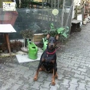 Dobermannhündin Cora...