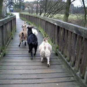 ziegen_010_211_400x300