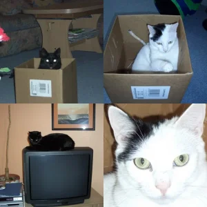 Sitzt uns nicht der Schalk im Nacken ???