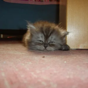 <Schlafmütze,Müde nach einem langen Tag!