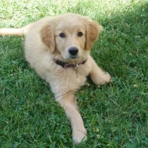 Ich kann schon "Platz"