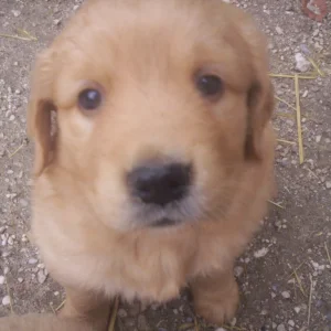 Kira mit fast 5 Wochen