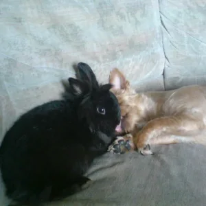 das ist Elly und Bobby der Hasen Papa :)