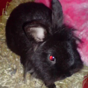 DAS IST BOBBY DER PAPA