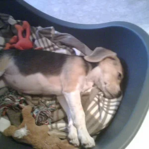 Sally beim Schlummern, 14 Wochen alt