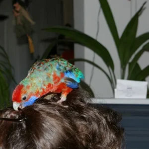 Peppy beim Knabbern :-)