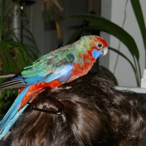 ach ist die Welt schön