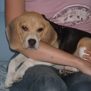 Sally auf Frauchens Schoß