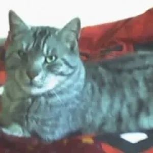 König der Löwen :)