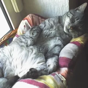 kuscheln..schlafen...ei was fürn Leben :)