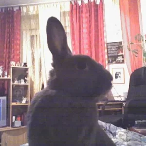 Unser Haserich Billy....