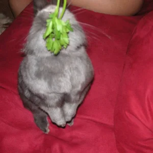 für petersilie tue ich alles...mampf