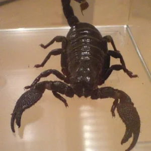 Schau mir in die Augen, Kleines...