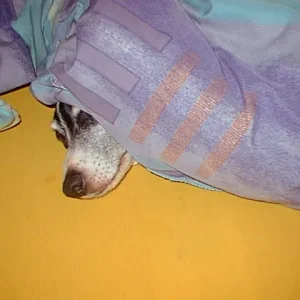 was Jessy kann, kann ich schon lange!