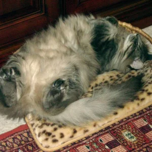 Smoky ist fix und fertig