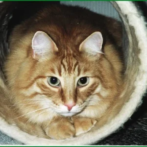 Dusty in seiner Kratzrolle