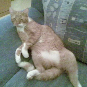 Der gemütliche Merlin!