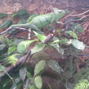 Dunja, das Camäleon