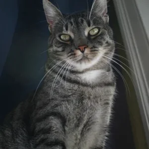 Manny - ein stolzer Kater