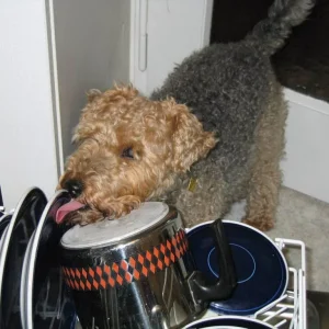 JINNY "hilft" beim Abwasch