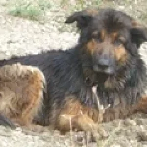 Habe auch Fliegerohren