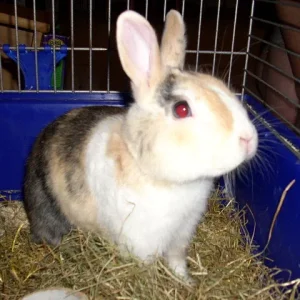 Unser Engel Finchy -^.^-