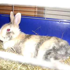 Finchy beim Schlummern *hihi*