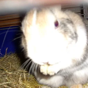 Kaninchen oder Riesenhamster?