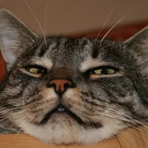 Und jetzt bitte ganz böse dreinschauen