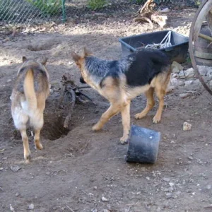 Garten, designed by dog