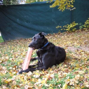 Maddox bei seiner Lieblingsbeschäftigung