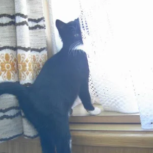 Bärli der Fenstergucker