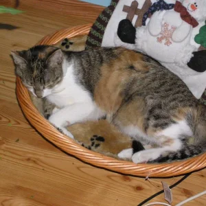 Barcadi , die Scheue