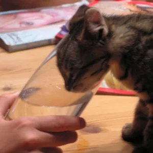 Tequila, die Neugierige (vor 2 Jahren)