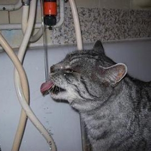 Leo liebt auch den Wasserhahn :-)