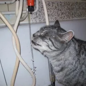 doch nen Tropfen zuviel ? :))