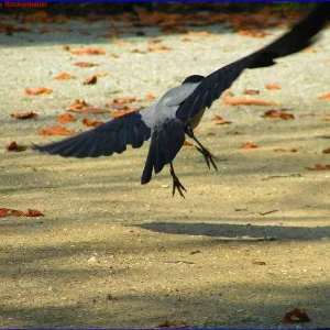 Herbstlicher Rabenflug