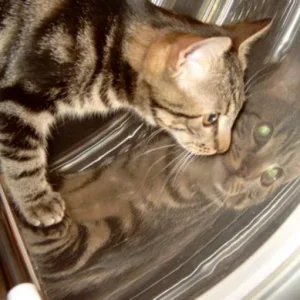 Speedy im Wäschetrockner