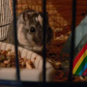 Meine Wüstenrennmaus Lillichen