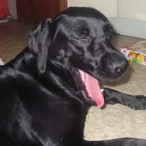 Missy lacht sich schlapp *ggg*