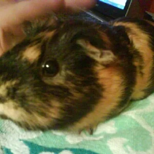 Mein Schweindi MaXima =)