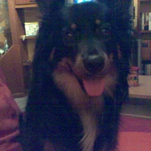 Mein Hundi Xena =)