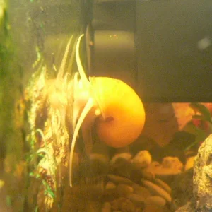 meine Wasserschnecke